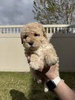 Playful Sis' - Light Green, a female Bernedoodle for sale in South Jordan, UT – Photo 2 of 5