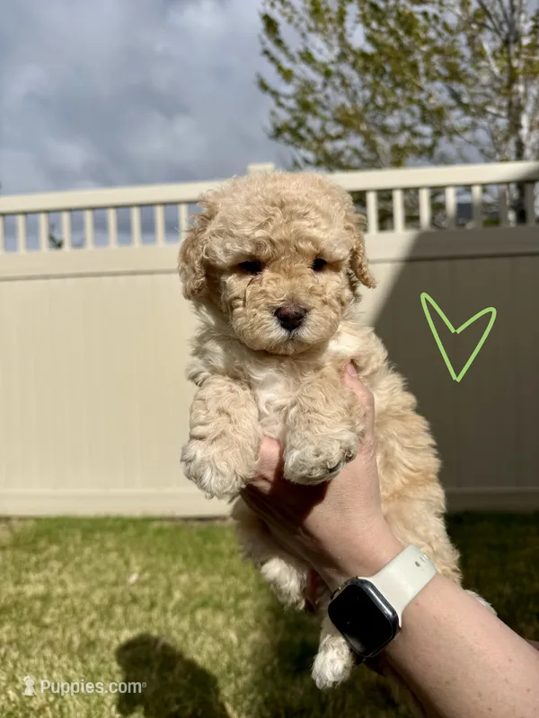 Playful Sis' - Light Green – Bernedoodle puppy for sale in South Jordan, UT