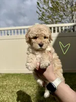 Playful Sis' - Light Green, a female Bernedoodle for sale in South Jordan, UT – Photo 1 of 5