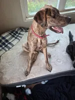 Spirit , a female Great Dane for sale in Oklahoma City, OK – Photo 1 of 4