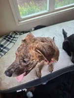 Spirit , a female Great Dane for sale in Oklahoma City, OK – Photo 2 of 4