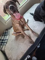 Spirit , a female Great Dane for sale in Oklahoma City, OK – Photo 4 of 4