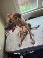 Spirit , a female Great Dane for sale in Oklahoma City, OK – Photo 3 of 4