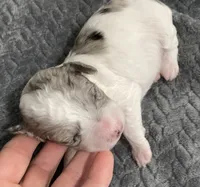 FullAkcGeneticClearDadOfad, a female Poodle - Miniature  for sale in Boonville, MO – 2 of 10