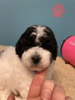 FullAkc(Panda)GeneticClearOfa , a female Poodle - Miniature  for sale in Shawano, WI – Photo 2 of 10