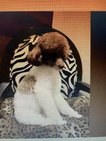 FullAkc(Panda)GeneticClearOfa , a female Poodle - Toy  for sale in Shawano, WI – Photo 8 of 8