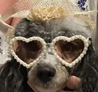 FullAkc(Panda)GeneticClearOfa , a female Poodle - Toy  for sale in Shawano, WI – Photo 6 of 8