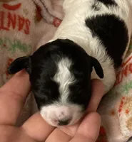 FullAkc(Panda)GeneticClearOfa , a female Poodle - Toy  for sale in Shawano, WI – Photo 1 of 8