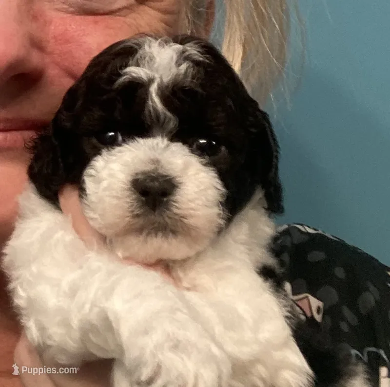 FullAKc geneticClearDadOfasBb – Poodle - Miniature  puppy for sale in Boonville, MO