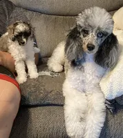 FullAKc geneticClearDadOfasBb, a male Poodle - Miniature  for sale in Boonville, MO – 2 of 10
