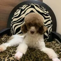 FullAkcGeneticClearDadOfad, a female Poodle - Miniature  for sale in Boonville, MO – 2 of 6