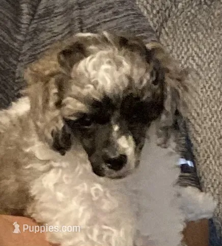FullAkcGeneticClearDadOfad – Poodle - Miniature  puppy for sale in Boonville, MO