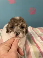 Akc(BlueEyes)GeneticClearFullRights, a female Poodle - Miniature  for sale in Shawano, WI – Photo 3 of 5