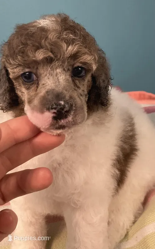 Akc(BlueEyes)GeneticClearFullRights, a female Poodle - Miniature  for sale in Shawano, WI – Photo 1 of 5