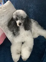 Akc(BlueEyes)GeneticClearFullRights, a female Poodle - Miniature  for sale in Shawano, WI – Photo 5 of 5