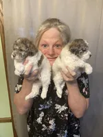 Akc(BlueEyes)GeneticClearFullRights, a female Poodle - Miniature  for sale in Shawano, WI – Photo 4 of 5