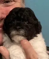 FullAkc(Bob)GeneticClearOfa, a male Poodle - Miniature  for sale in Shawano, WI – Photo 1 of 8