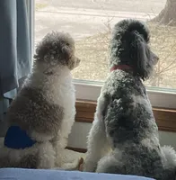 FullAkc(Ringo)GeneticClearOfa, a male Poodle - Miniature  for sale in Shawano, WI – Photo 6 of 7