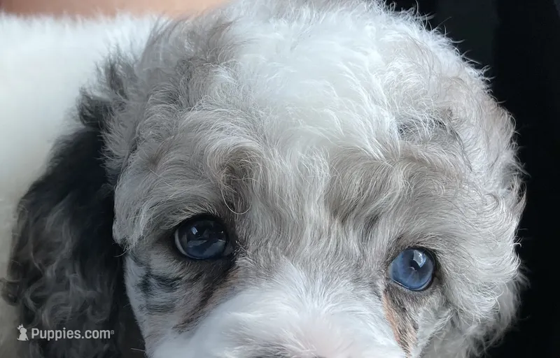 FullAkcGeneticClearDadOfad – Poodle - Miniature  puppy for sale in Boonville, MO