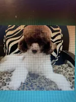 FullAkc(Ringo)GeneticClear, a male Poodle - Toy  for sale in Shawano, WI – Photo 8 of 9