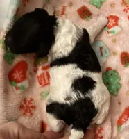 FullAkc(Bob)GeneticClear, a male Poodle - Miniature  for sale in Shawano, WI – Photo 9 of 9