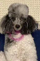 FullAkc(Ringo)GeneticClear, a male Poodle - Toy  for sale in Shawano, WI – Photo 4 of 9