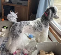 FullAkc(Ringo)GeneticClear, a male Poodle - Toy  for sale in Shawano, WI – Photo 6 of 9