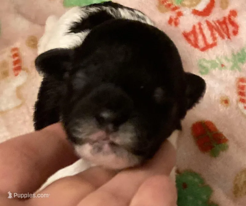 FullAkc(Ringo)GeneticClear