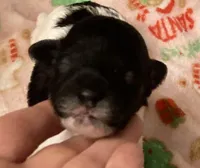 FullAkc(Ringo)GeneticClear, a male Poodle - Toy  for sale in Shawano, WI – Photo 1 of 9