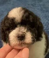 FullAKc geneticClearDadOfasBb, a male Poodle - Miniature  for sale in Boonville, MO – 6 of 10