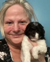 FullAKc geneticClearDadOfasBb, a male Poodle - Miniature  for sale in Boonville, MO – 3 of 10