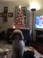 FullAkc(Panda)GeneticClearOfa, a female Poodle - Miniature  for sale in Shawano, WI – Photo 6 of 6