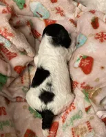 FullAkc(Panda)GeneticClearOfa, a female Poodle - Miniature  for sale in Shawano, WI – Photo 2 of 6