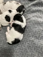 FullAKc geneticClearDadOfasBb, a male Poodle - Miniature  for sale in Boonville, MO – 10 of 10