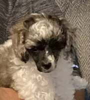 FullAkcGeneticClearDadOfad, a female Poodle - Miniature  for sale in Boonville, MO – 3 of 10