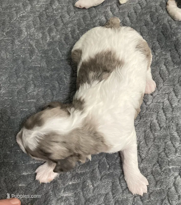 FullAkcGeneticClearDadOfaBbMerle – Poodle - Miniature  puppy for sale in Boonville, MO
