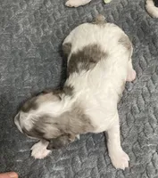FullAkcGeneticClearDadOfaBbMerle, a male Poodle - Miniature  for sale in Boonville, MO – 1 of 7