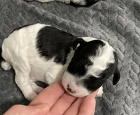 FullAKc geneticClearDadOfasBb, a male Poodle - Miniature  for sale in Boonville, MO – 5 of 10