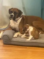 Daisey , a female Boxer for sale in Plainville, CT – Photo 2 of 3