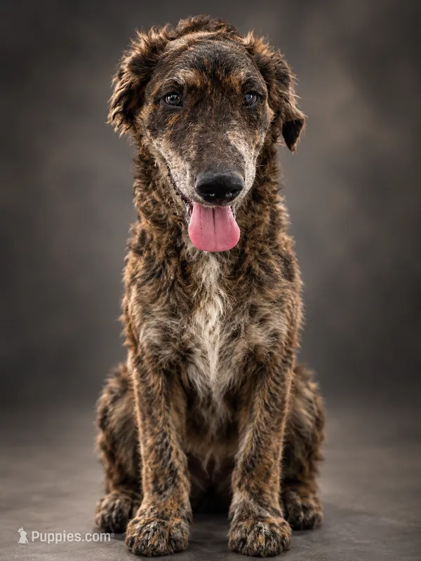 Wemby – Catahoula Leopard Dog, Double Doodle puppy for sale in Cleves, OH