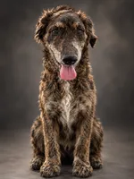 Wemby, a male Catahoula Leopard Dog and Double Doodle for sale in Cleves, OH – 1 of 1