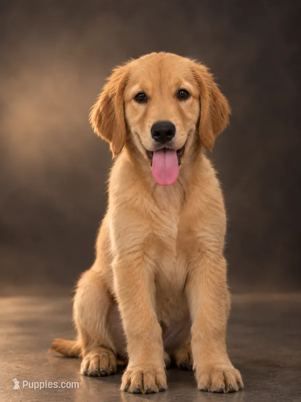 Harper – Catahoula Leopard Dog, Double Doodle puppy for sale in Cleves, OH