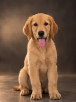 Harper, a female Catahoula Leopard Dog and Double Doodle for sale in Cleves, OH – 1 of 1