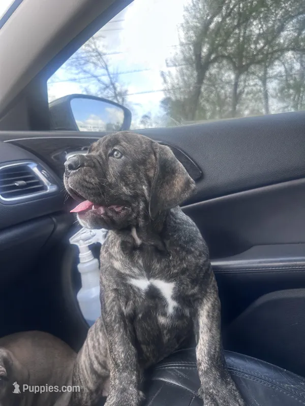 Bougie – Cane Corso, Boerboel puppy for sale in Houston, TX