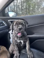 Bougie, a female Cane Corso and Boerboel for sale in Houston, TX – Photo 2 of 6