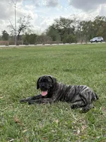 Bougie, a female Cane Corso and Boerboel for sale in Houston, TX – Photo 6 of 6