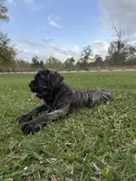 Bougie, a female Cane Corso and Boerboel for sale in Houston, TX – Photo 5 of 6