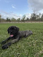 Bougie, a female Cane Corso and Boerboel for sale in Houston, TX – Photo 4 of 6