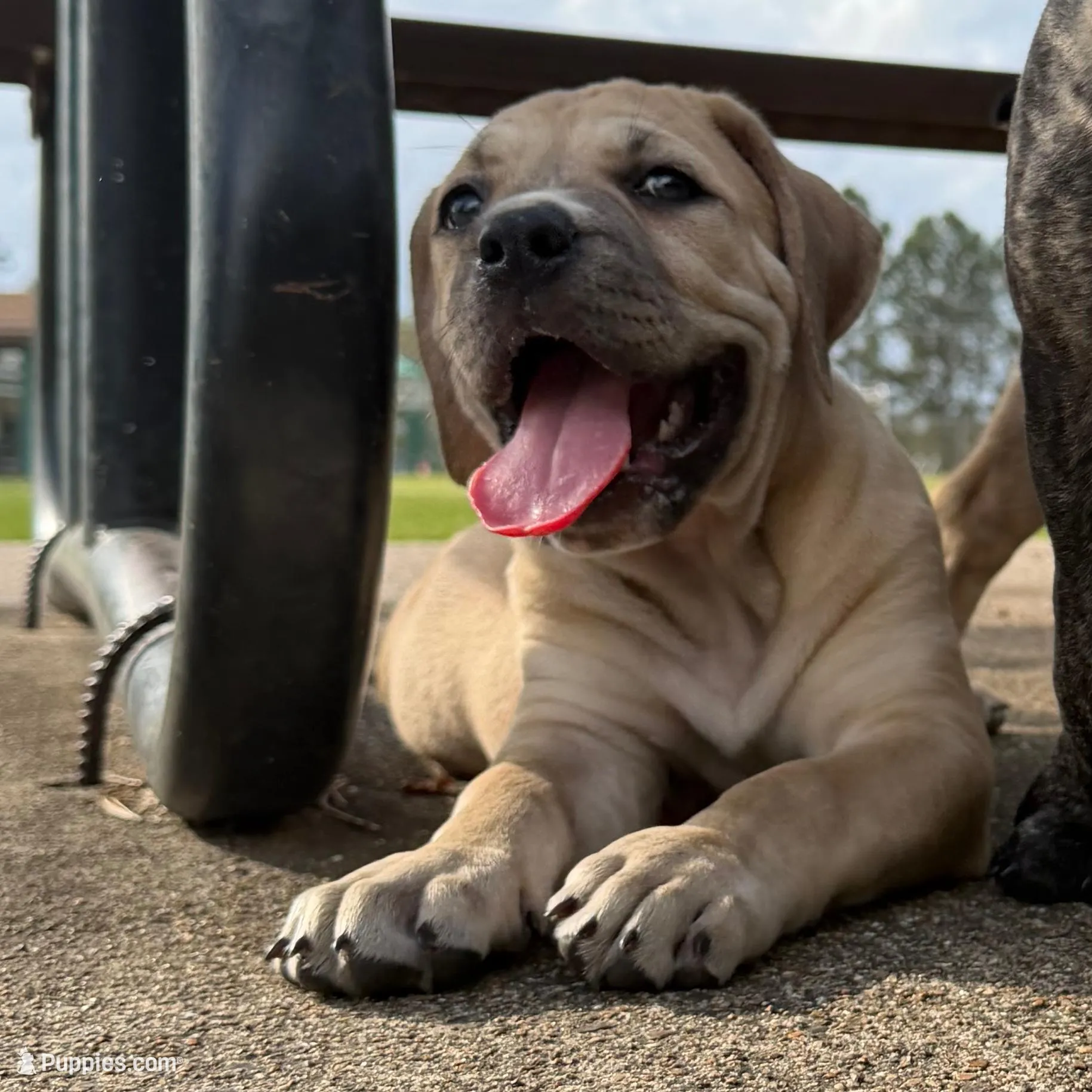 Bella, a female Cane Corso and Boerboel for sale in Houston, TX – Photo 3 of 4