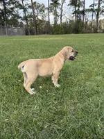 Bella, a female Cane Corso and Boerboel for sale in Houston, TX – Photo 4 of 4